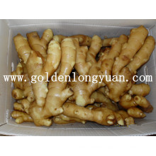 Fresh Ginger Supplied by Golden Supplier